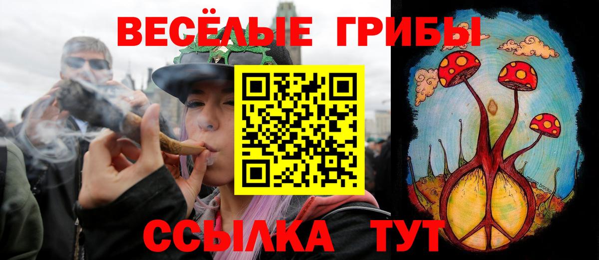 Камышин  Псилоцибиновые грибы Psilocybine cubensis  Вход с VPN 
